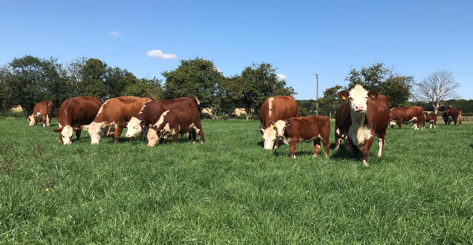 GREAT BRITISH BEEF WEEK 2021: The Lifecyle of a Pepperstock Hereford Cow!