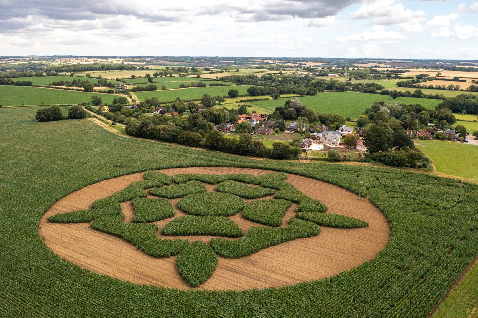 Tuckwells Creates Maize Maze Behind The Lindsey Rose in Hadleigh, Suffolk